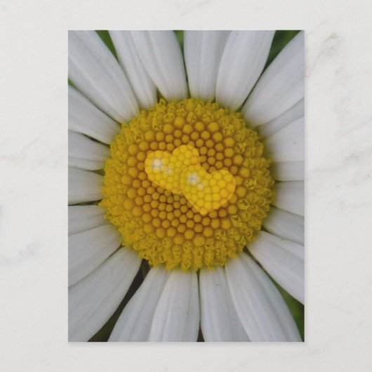 Zwei Herzen auf Marguerite Postkarte (Vorderseite)