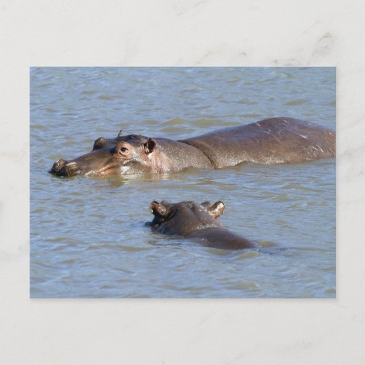 Zwei Hippos in einem Fluss, der Krüger-Nationalpar Postkarte (Vorderseite)