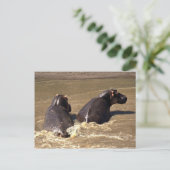 Zwei Hippos Postkarte (Stehend Vorderseite)