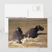 Zwei Hippos Postkarte (Vorne/Hinten)