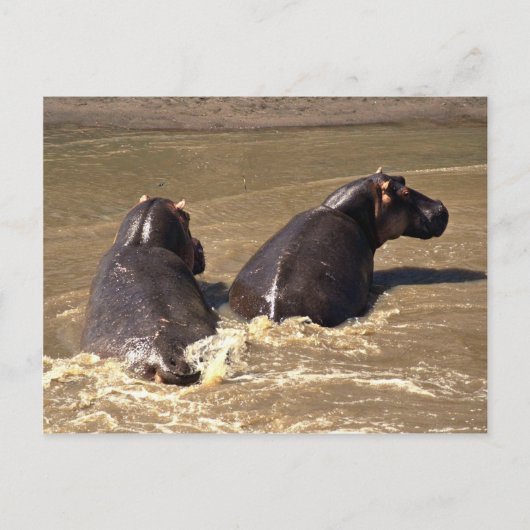 Zwei Hippos Postkarte (Vorderseite)