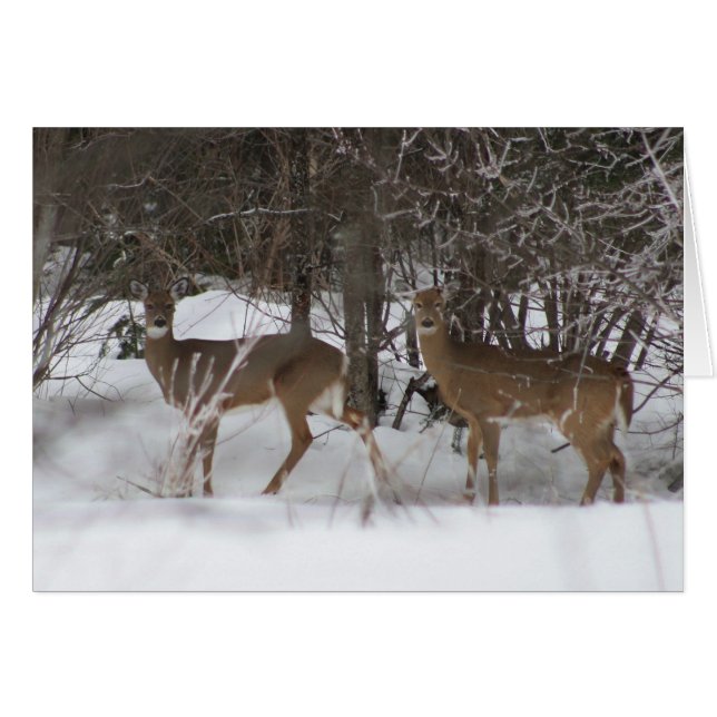 Zwei Hirsche auf einem Winterspaziergang (Vorderseite (Horizontal))