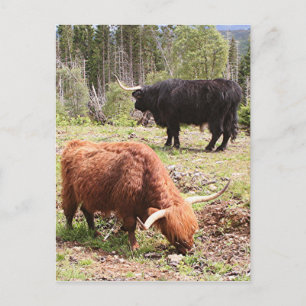 Zwei Hochlandrinder, Schottland Postkarte