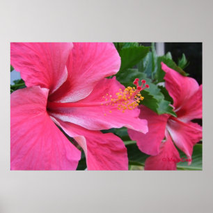 Zwei Hot-Pink-Hibisken Poster
