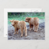 Zwei hübsche Schwänze! Postkarte (Vorne/Hinten)