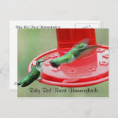 ZWEI HUMMERS, Ruby Red Throat Hummingbirds Postkarte (Vorne/Hinten)