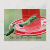ZWEI HUMMERS, Ruby Red Throat Hummingbirds Postkarte (Vorderseite)