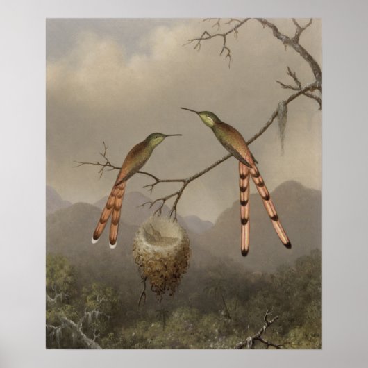 Zwei Hummingvögel mit ihrem Jungen Poster (Vorne)