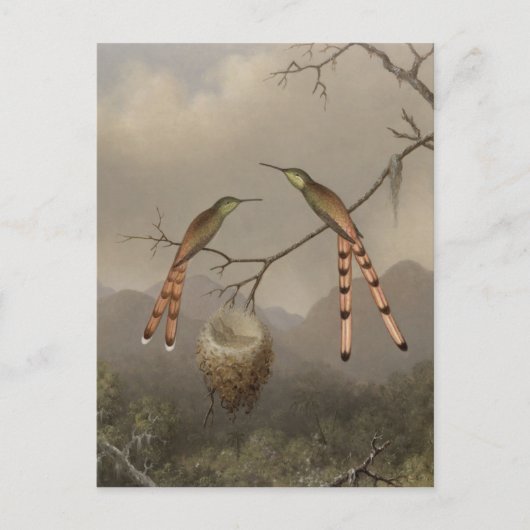Zwei Hummingvögel mit ihrem Jungen Postkarte (Vorderseite)