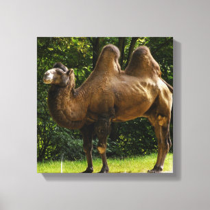 Zwei Humped Kamel-Leinwanddruck Leinwanddruck