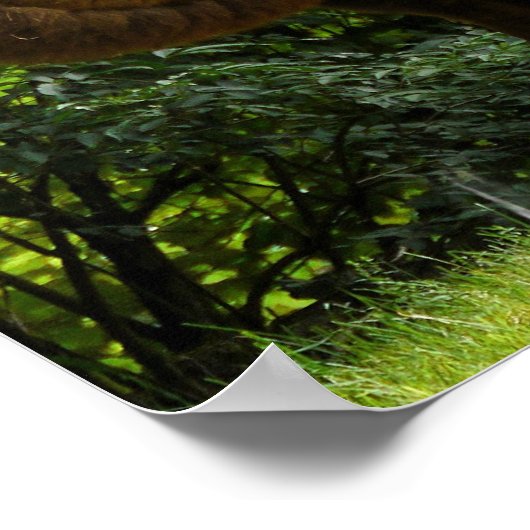 Zwei humpelte Camel Poster (Ecke)