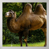 Zwei humpelte Camel Poster (Vorne)
