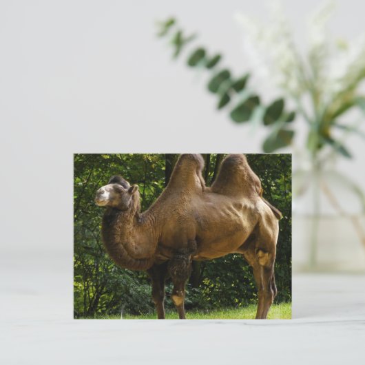 Zwei humpelte Kamelpostkarte Postkarte (Stehend Vorderseite)