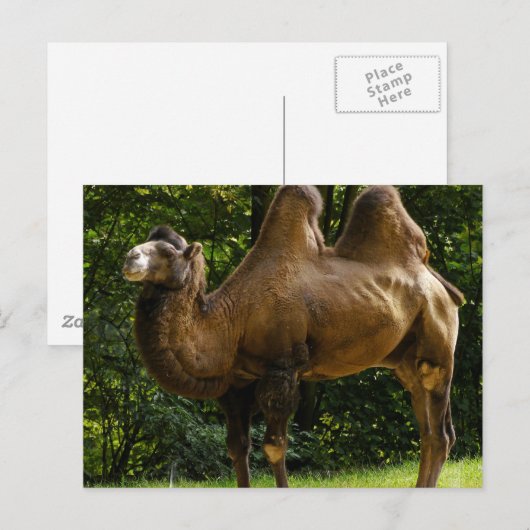 Zwei humpelte Kamelpostkarte Postkarte (Vorne/Hinten)