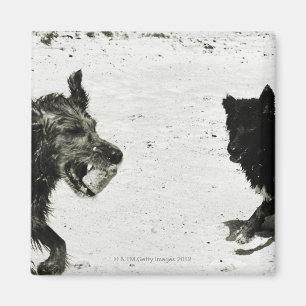 Zwei Hunde, die auf einem Strand spielen Magnet