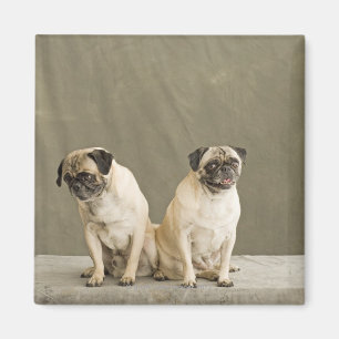 Zwei Hunde, die auf einer Tabelle aufwerfen Magnet