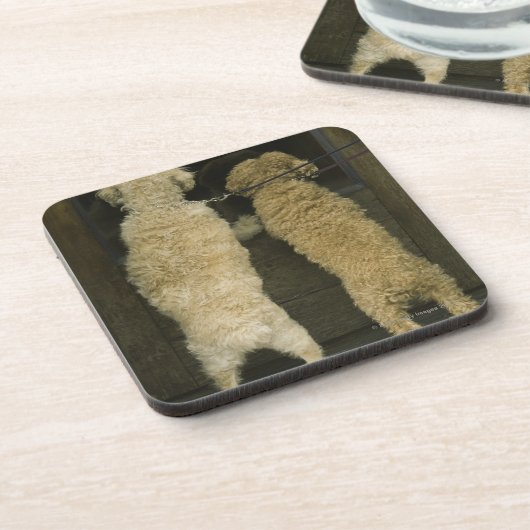 Zwei Hunde, die im Türfenster, hintere Ansicht Untersetzer (Linke Seite)