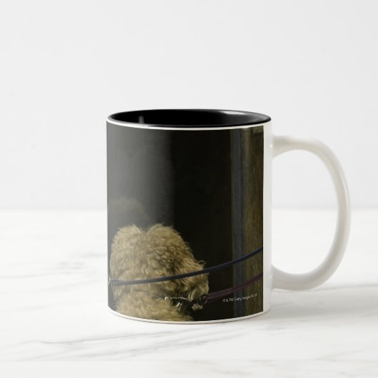Zwei Hunde, die im Türfenster, hintere Ansicht Zweifarbige Tasse (Rechts)