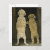 Zwei Hunde, die nach hinten schauen Postkarte (Vorne/Hinten)