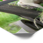 Zwei Hunde einen Mops Welpen und Boston Terrier in Poster (Ecke)