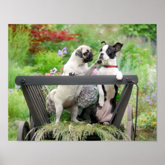 Zwei Hunde einen Mops Welpen und Boston Terrier in Poster (Vorne)