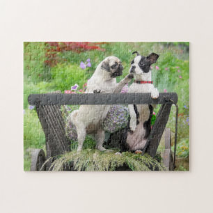 Zwei Hunde einen Mops Welpen und Boston Terrier in Puzzle