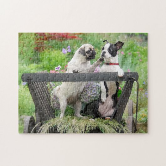 Zwei Hunde einen Mops Welpen und Boston Terrier in Puzzle (Horizontal)