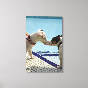 Zwei Hunde küssen am Pool Leinwanddruck