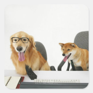 Zwei Hunde mit Krawatte und Brille, auf 2 sitzen Quadratischer Aufkleber