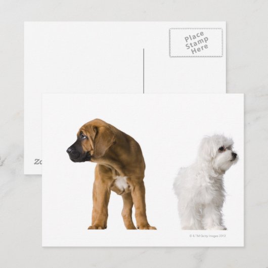 Zwei Hunde Postkarte (Vorne/Hinten)