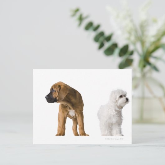 Zwei Hunde Postkarte (Stehend Vorderseite)