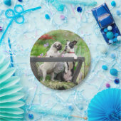 Zwei Hunde pro Mops Welpe und Boston Terrier in ei Pappteller (Party)