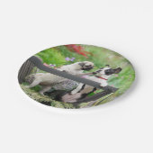 Zwei Hunde pro Mops Welpe und Boston Terrier in ei Pappteller (Schrägansicht)