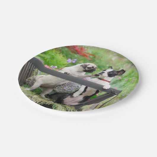 Zwei Hunde pro Mops Welpe und Boston Terrier in ei Pappteller (Schrägansicht)