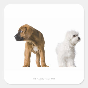 Zwei Hunde Quadratischer Aufkleber