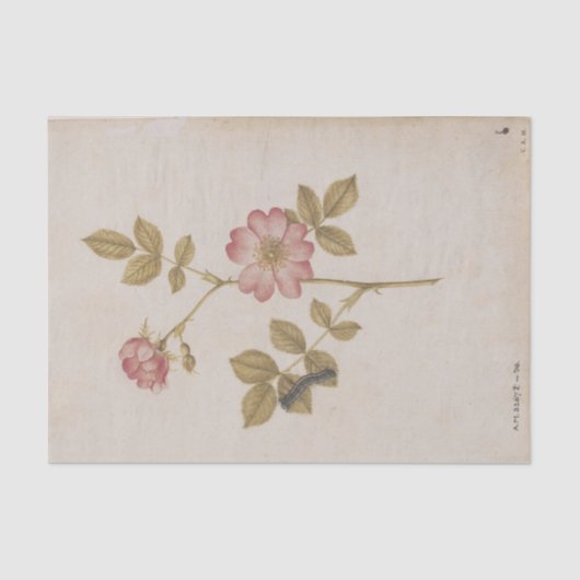 Zwei Hunde Rose und eine Lackey Moth Raupe Seidenpapier (Vorderseite)