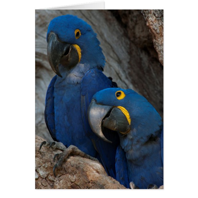 Zwei Hyacinth Macaws, Brasilien (Vorne)