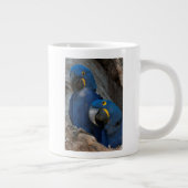 Zwei Hyacinth Macaws, Brasilien Jumbo-Tasse (Rechts)