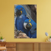 Zwei Hyacinth Macaws, Brasilien Leinwanddruck (Insitu (Wohnzimmer))