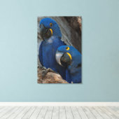 Zwei Hyacinth Macaws, Brasilien Leinwanddruck (Insitu (Holzboden))