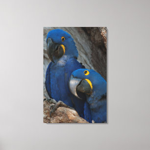 Zwei Hyacinth Macaws, Brasilien Leinwanddruck