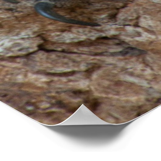 Zwei Hyacinth Macaws, Brasilien Poster (Ecke)