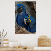 Zwei Hyacinth Macaws, Brasilien Poster (Küche)