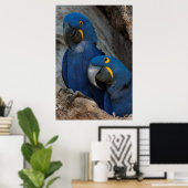 Zwei Hyacinth Macaws, Brasilien Poster (Heimbüro)