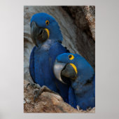 Zwei Hyacinth Macaws, Brasilien Poster (Vorne)