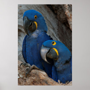 Zwei Hyacinth Macaws, Brasilien Poster