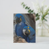 Zwei Hyacinth Macaws, Brasilien Postkarte (Stehend Vorderseite)