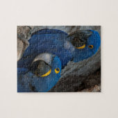 Zwei Hyacinth Macaws, Brasilien Puzzle (Horizontal)