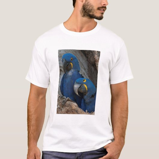 Zwei Hyacinth Macaws, Brasilien T-Shirt (Vorderseite)