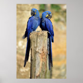 Zwei Hyacinth Macaws Poster (Vorne)